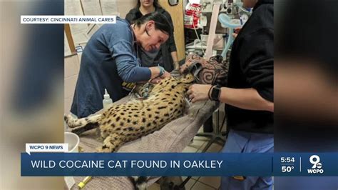 Big cat in Cincinnati tests positive for cocaine